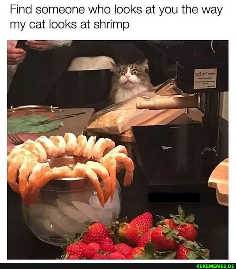Find someone who looks at you the way my cat looks at shrimp
