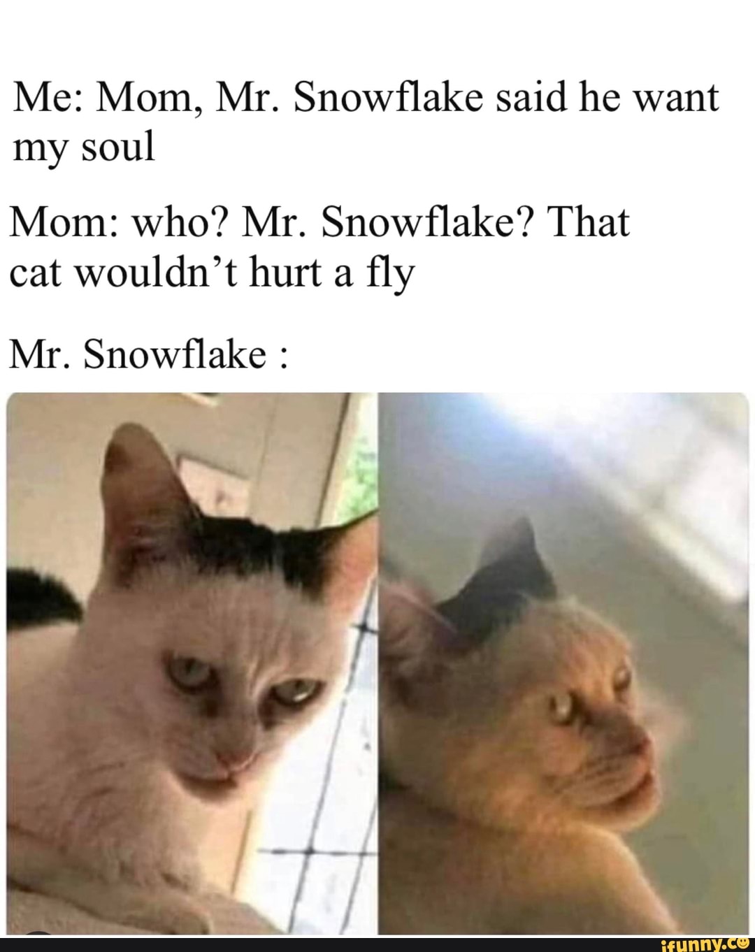 Me: Mom, Mr. Snowflake said he want
my soul
Mom: who? Mr. Snowflake? That
cat wouldn't hurt a fly
Mr. Snowflake