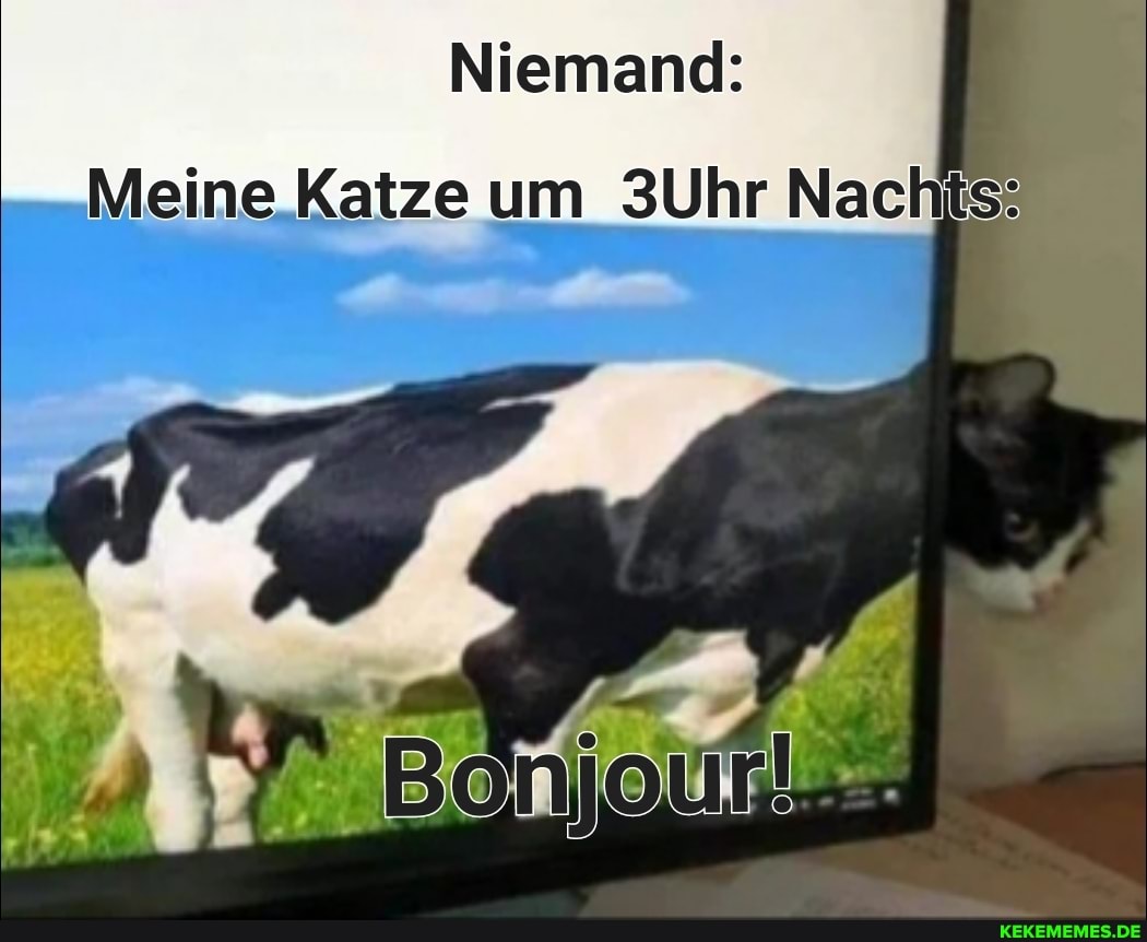 Niemand:
Meine Katze um 3Uhr Nachts: