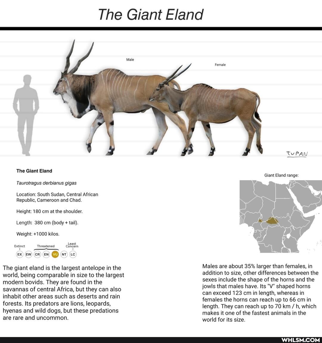 The Giant Eland
The Giant Eland
Taurotragus derbianus gigas
Location: South Sudan, Central African
Republic, Cameroon and Chad.
Height: 180 cm at the shoulder.
Length: 380 cm (body + tail).
Weight: +1000 kilos.
Least
Extinct 'Threatened cocin
(cR) (En) @ (tc)
The giant eland is the largest antelope in the world, being comparable in size to the largest modern bovids. They are found in the savannas of central Africa, but they can also inhabit other areas such as deserts and rain forests. Its predators are lions, leopards, hyenas and wild dogs, but these predations are rare and uncommon.
Giant Eland range:
us
Males are about 35% larger than females, in addition to size, other differences between the sexes include the shape of the horns and the jowls that males have. Its "V" shaped horns can exceed 123 cm in length, whereas in females the horns can reach up to 66 cm in length. They can reach up to 70 km /h, which makes it one of the fastest animals in the world for its size.