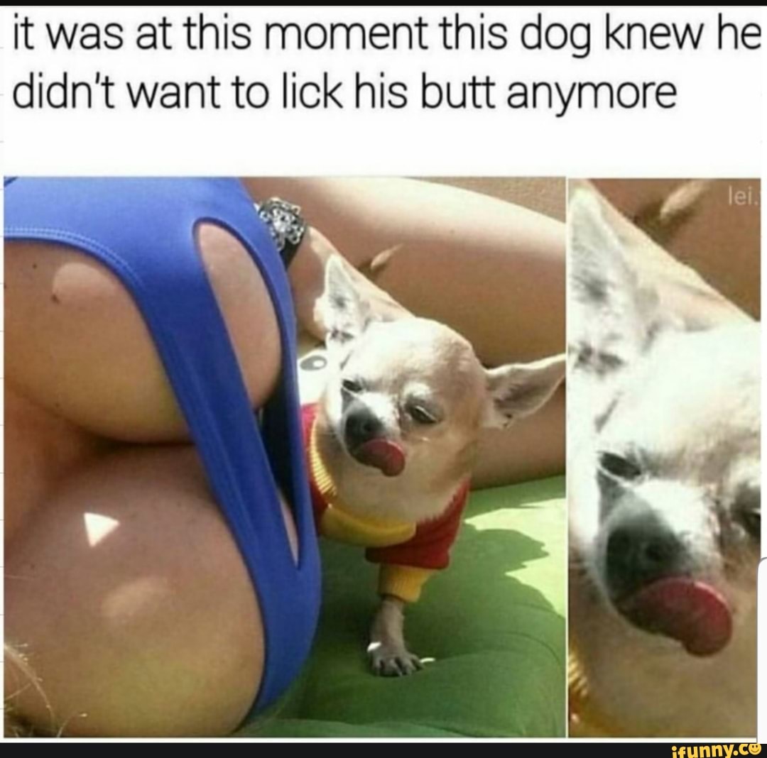 it was at this moment this dog knew he didn't want to lick his butt anymore