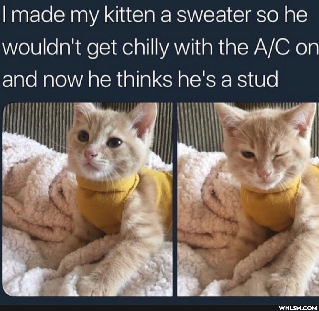 I made my kitten a sweater so he wouldn't get chilly with the on and now he thinks he's a stud