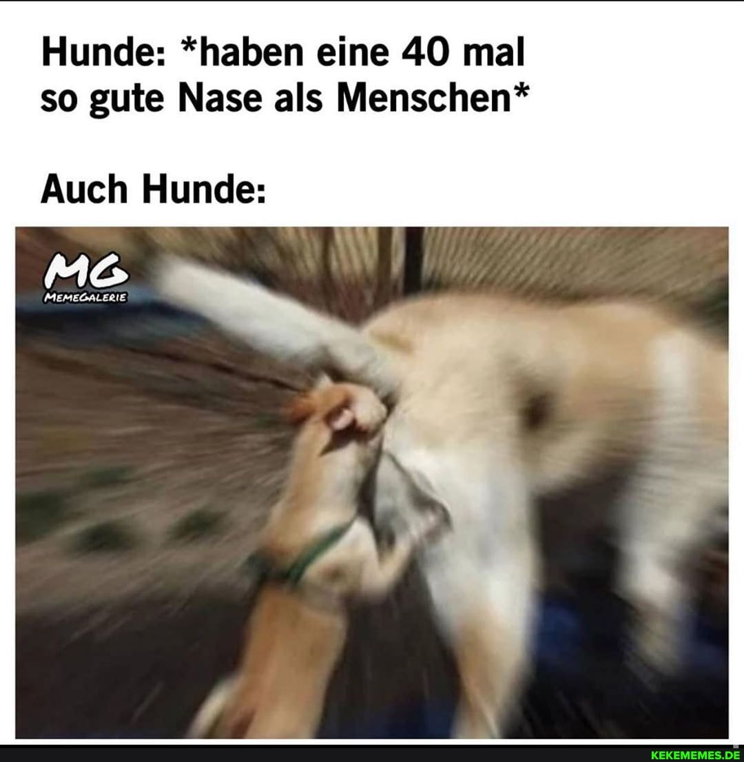 Hunde: *haben eine 40 mal so gute Nase als Menschen*
Auch Hunde: