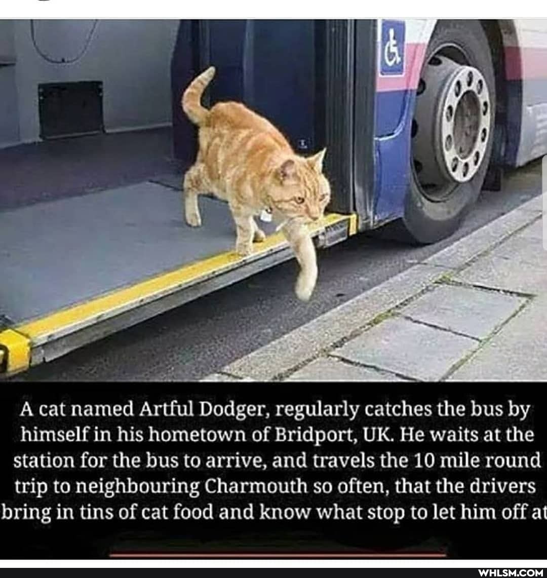 A cat named Artful Dodger, regularly catches the bus by himself in his hometown of Bridport, UK. He waits at the station for the bus to arrive, and travels the 10 mile round trip to neighbouring Charmouth so often, that the drivers bring in tins of cat food and know what stop to let him off at