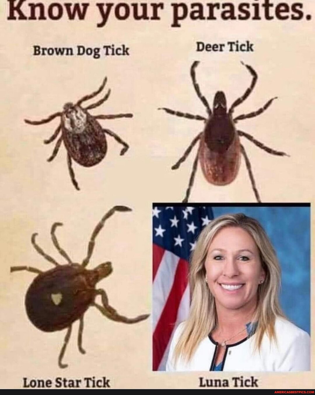 Know your parasites. Brown Dog Tick Deer Tick Lone Star Tick Luna Tick