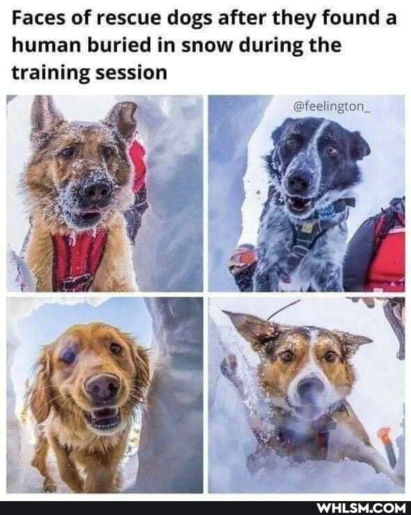 Faces of rescue dogs after they found a human buried in snow during the training session
@feelington_