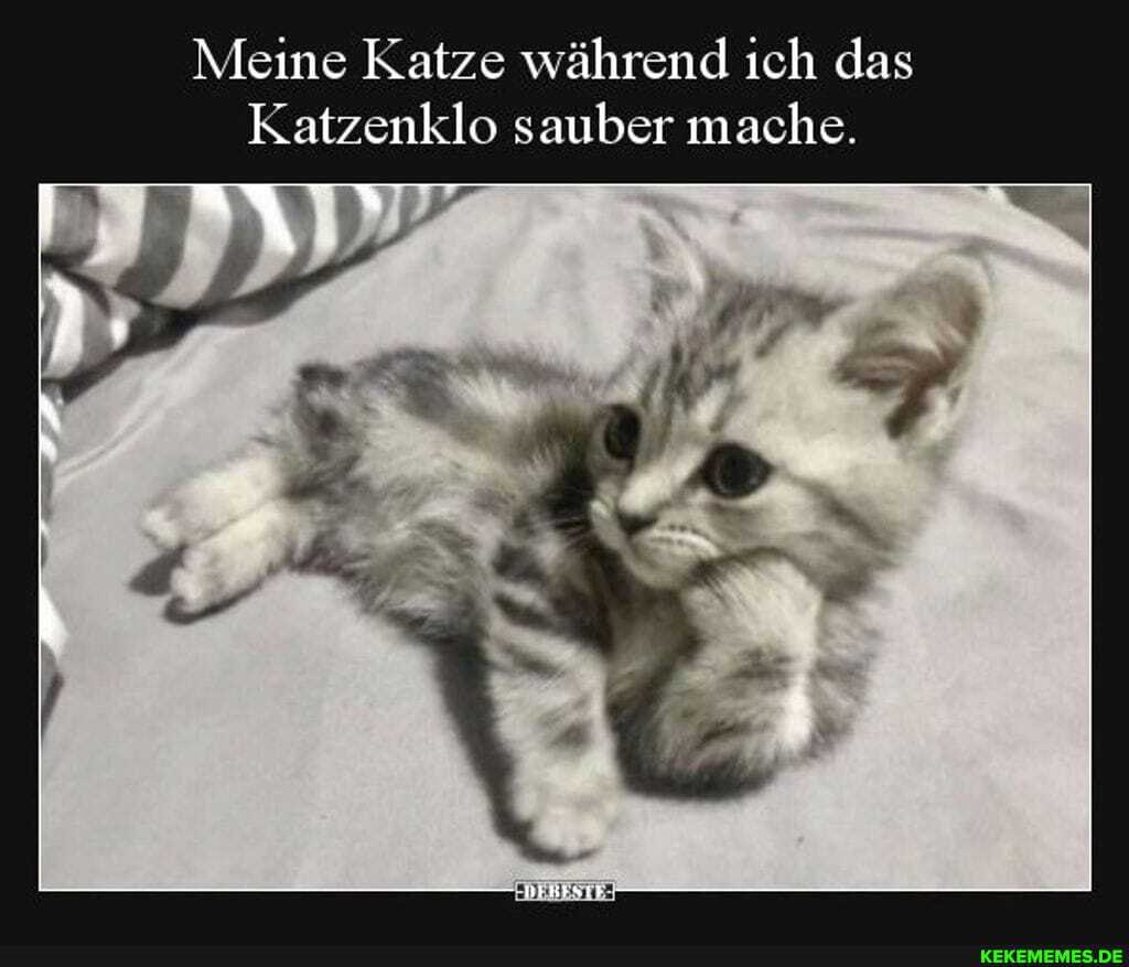 Meine Katze während ich das
Katzenklo sauber mache.
