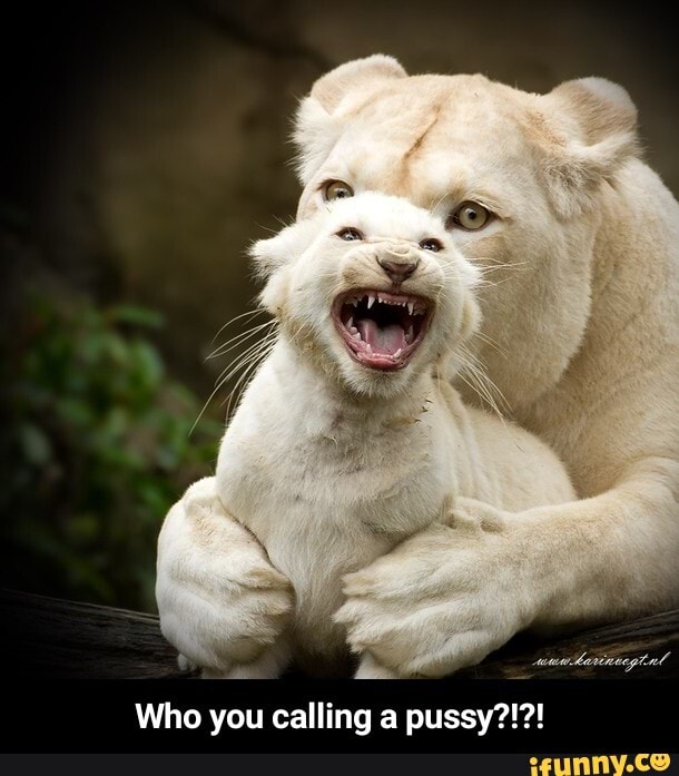 Who you calling a pussy?!?! - Who you calling a pussy?!?!