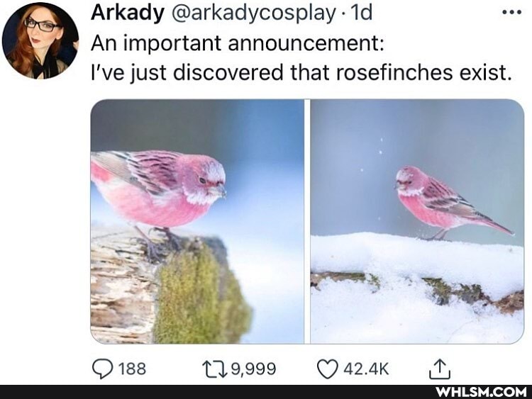 Arkady @arkadycosplay - Id
An important announcement:
I've just discovered that rosefinches exist.
CY122 47) 0000 FA AK an