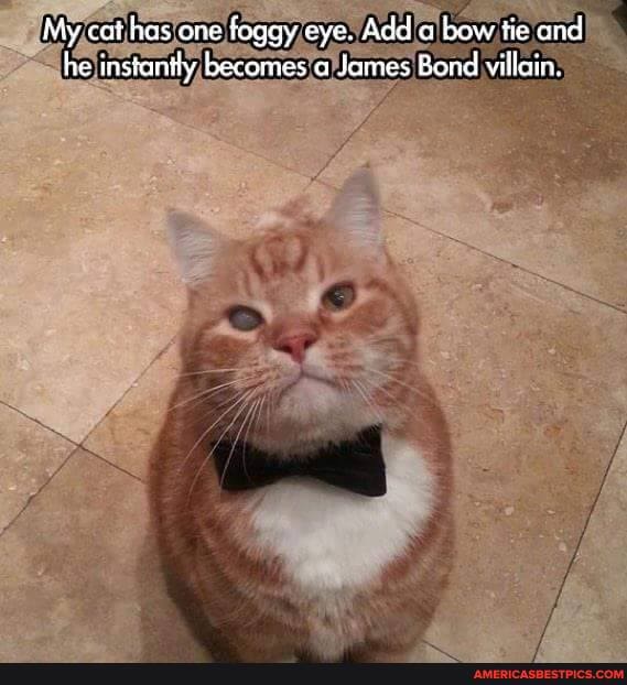 My cat has one foggy eye. Add a bow tie and he instantly becomes a Jomes Bond viilain.