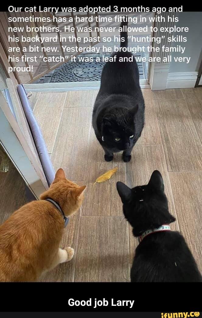 Our cat Larry was adopted 3 manths ago and sometimes has a hard time frtting in with his new brothers. He was never alloweci to explore his backyard in the past so his "hunting" skills are abit new. Yesterday he brought the family his first "catch" tt was a leaf and we are all very proud!
Good job Larry - Good job Larry