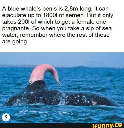 A blue whale