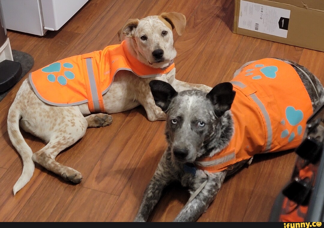 Australian_cattle_dog memes. Best Collection of funny Australian_cattle