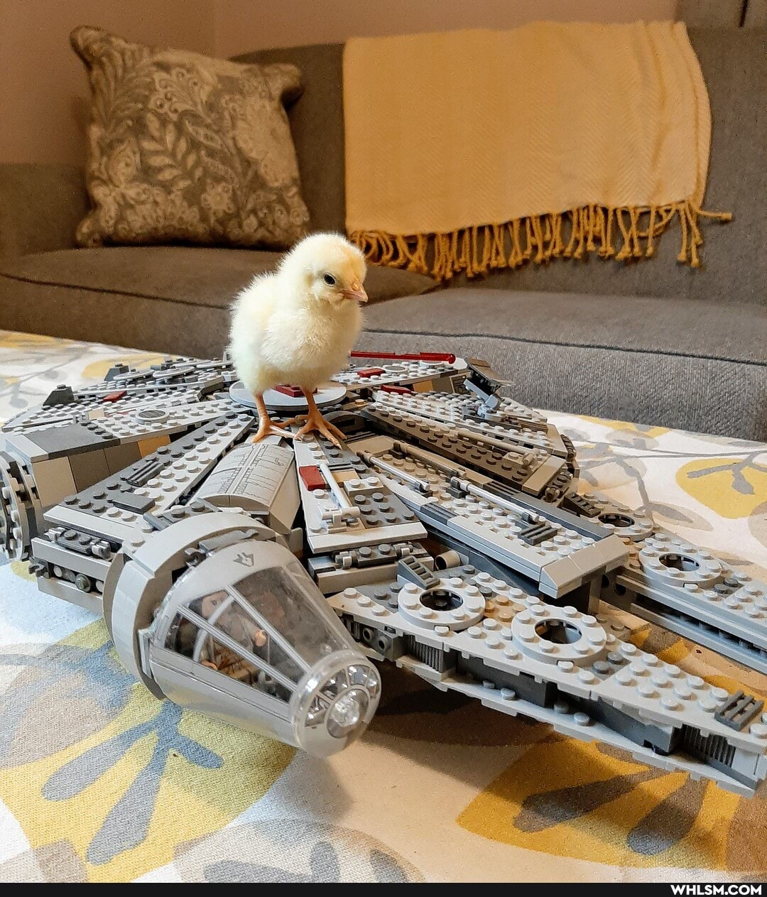 star_wars, baby_animals, fuzzy_and_cute
