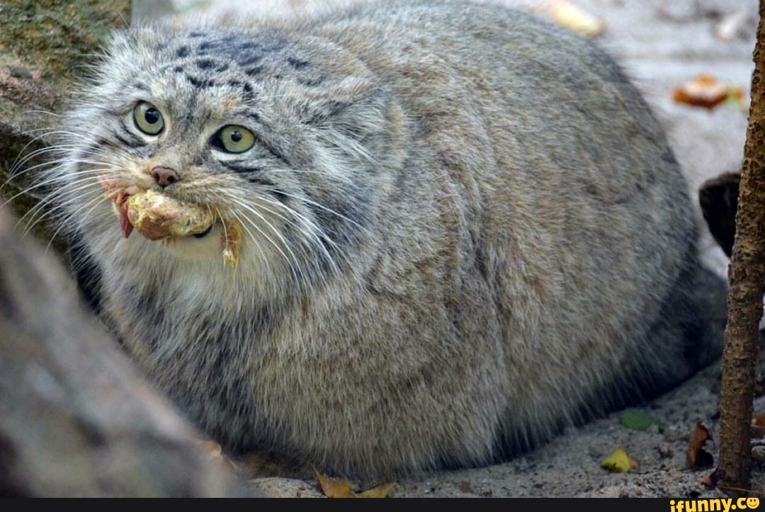 pallascat, pallasscat, manul, manool, cat, cats, funnycat, floppa, bigfloppa, minecraft, pewdiepie, elonmusk, fnf, fridaynightfunkin, jojosbizarreadventure, jojo, persona, persona5, feature