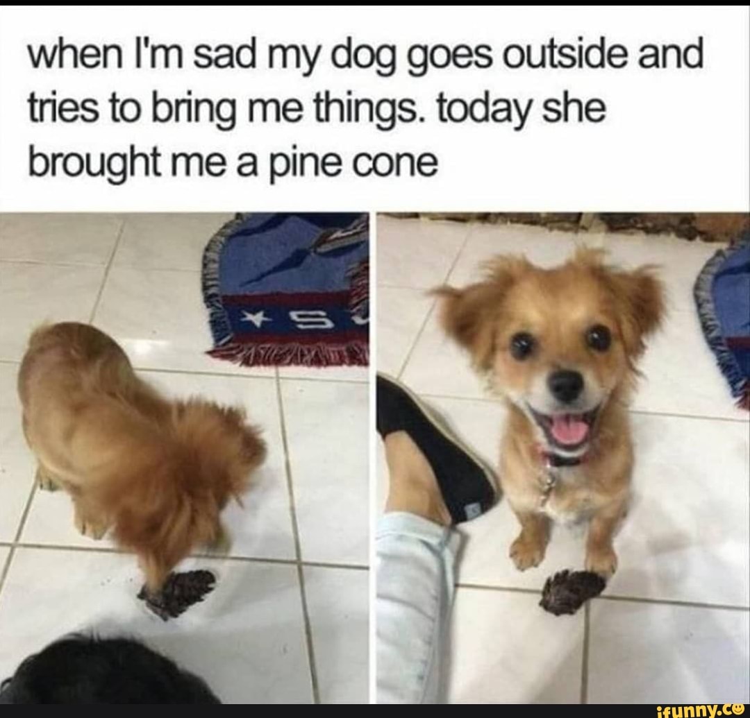 when I'm sad my dog goes outside and tries to bring me things. today she brought me a pine cone