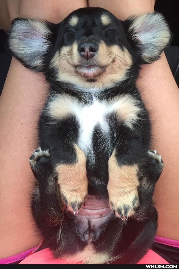aww, dump, funny, dog