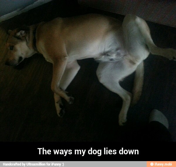 The ways my dog lies down - The ways my dog lies down