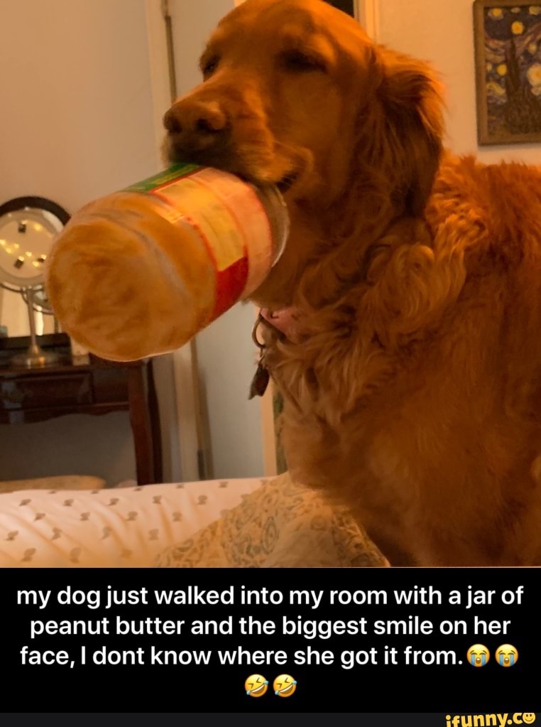 my dog just walked into my room with a jar of peanut butter and the biggest smile on her face, I dont know where she got it from. - my dog just walked into my room with a jar of peanut butter and the biggest smile on her face, I dont know where she got it from.πππ€£π€£