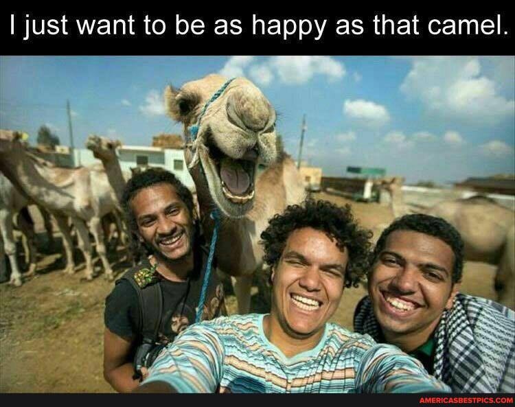 I just want to be as happy as that camel.
