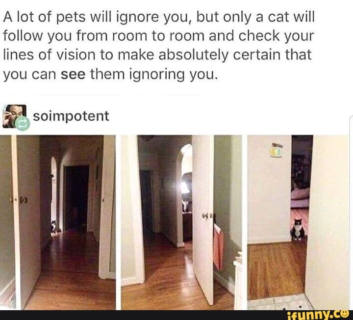 A lot of pets will ignore you, but only a cat will
follow you from room to room and check your
lines of vision to make absolutely certain that
you can see them ignoring you.
? soímpotent