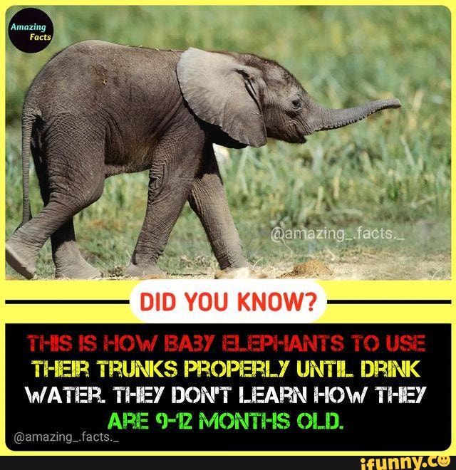 'DID YOU KNOW? THIS IS HOW BA3Y ELEPHANTS TO USE THEIR TRUNKS PROPERLY