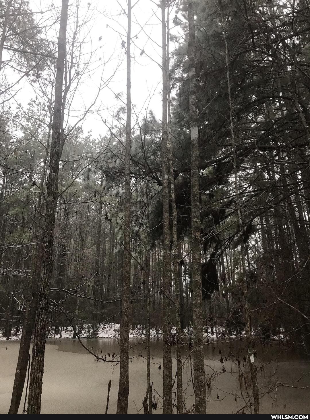 snow, nature, dog