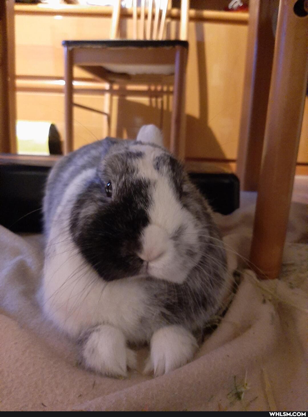 funny, bunny