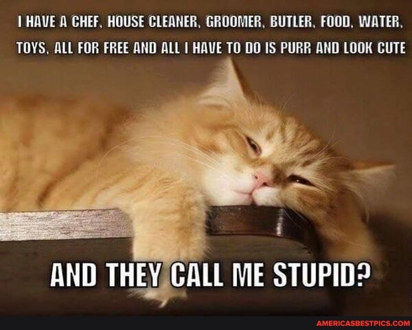 HAVE A CHEF, HOUSE CLEANER, GROOMER, BUTLER, FOOD, WATER,
TOYS, ALL FOR FREE AND ALL I HAVE TO DO IS PURR AND LOOK CUTE
AND THEY CALL ME STUPID?