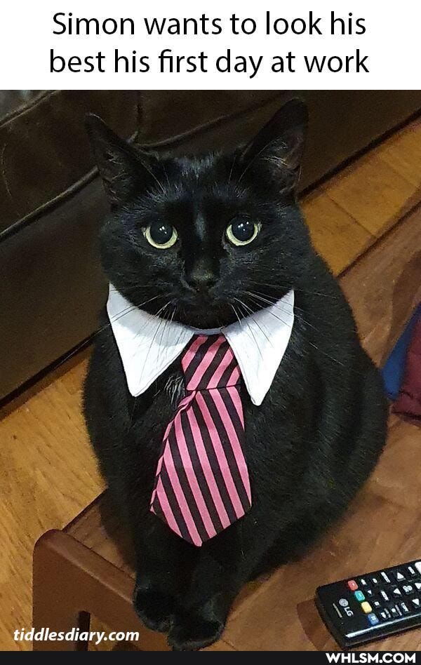 Simon wants to look his best his first day at work
tld-dlecines cam