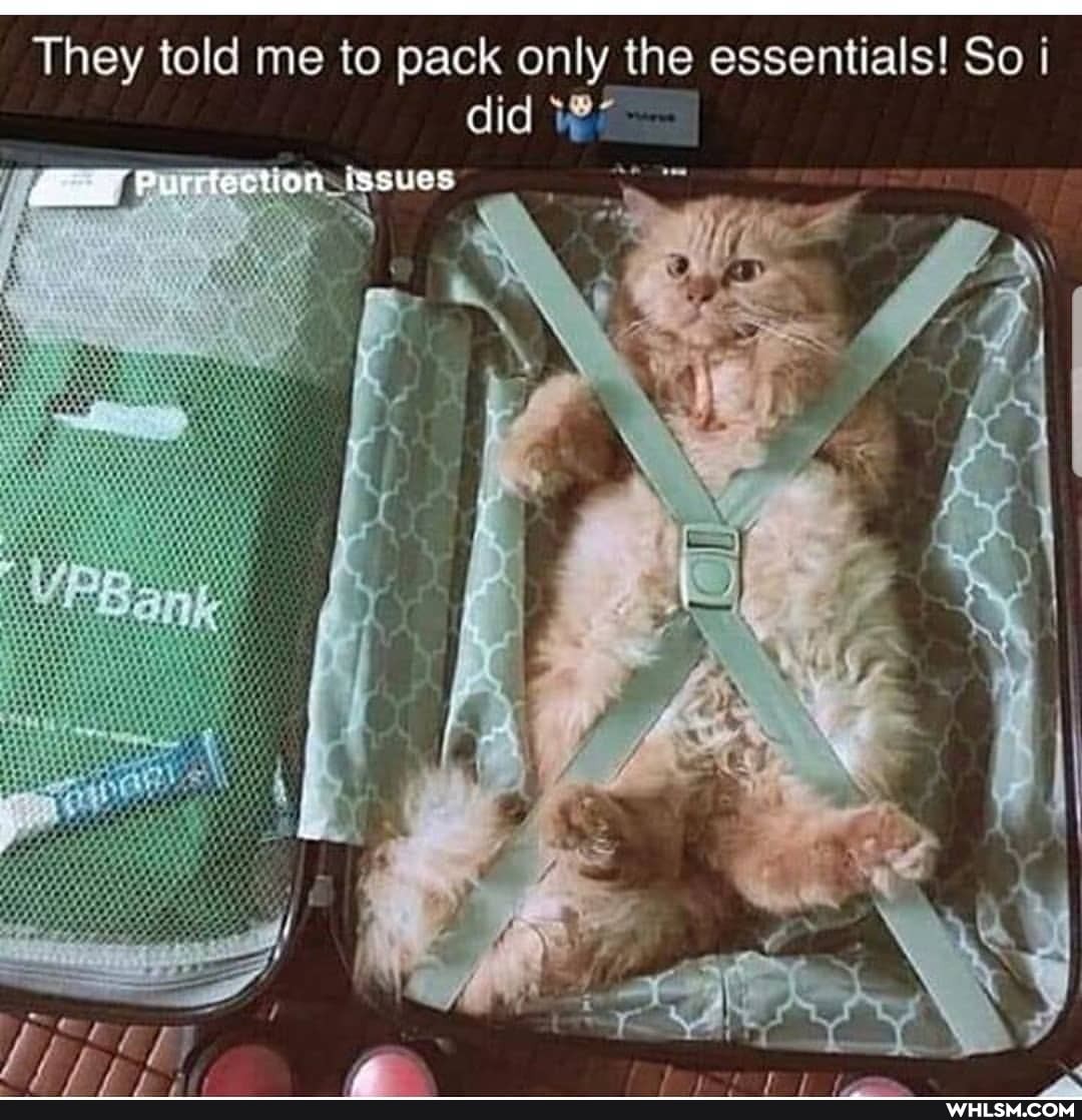 They told me to pack only the essentials! So did
Purrfection issues