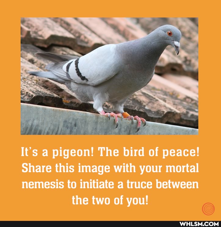 It's a pigeon! The bird of peace!
Share this image with your mortal
nemesis to initiate truce between the two of you!