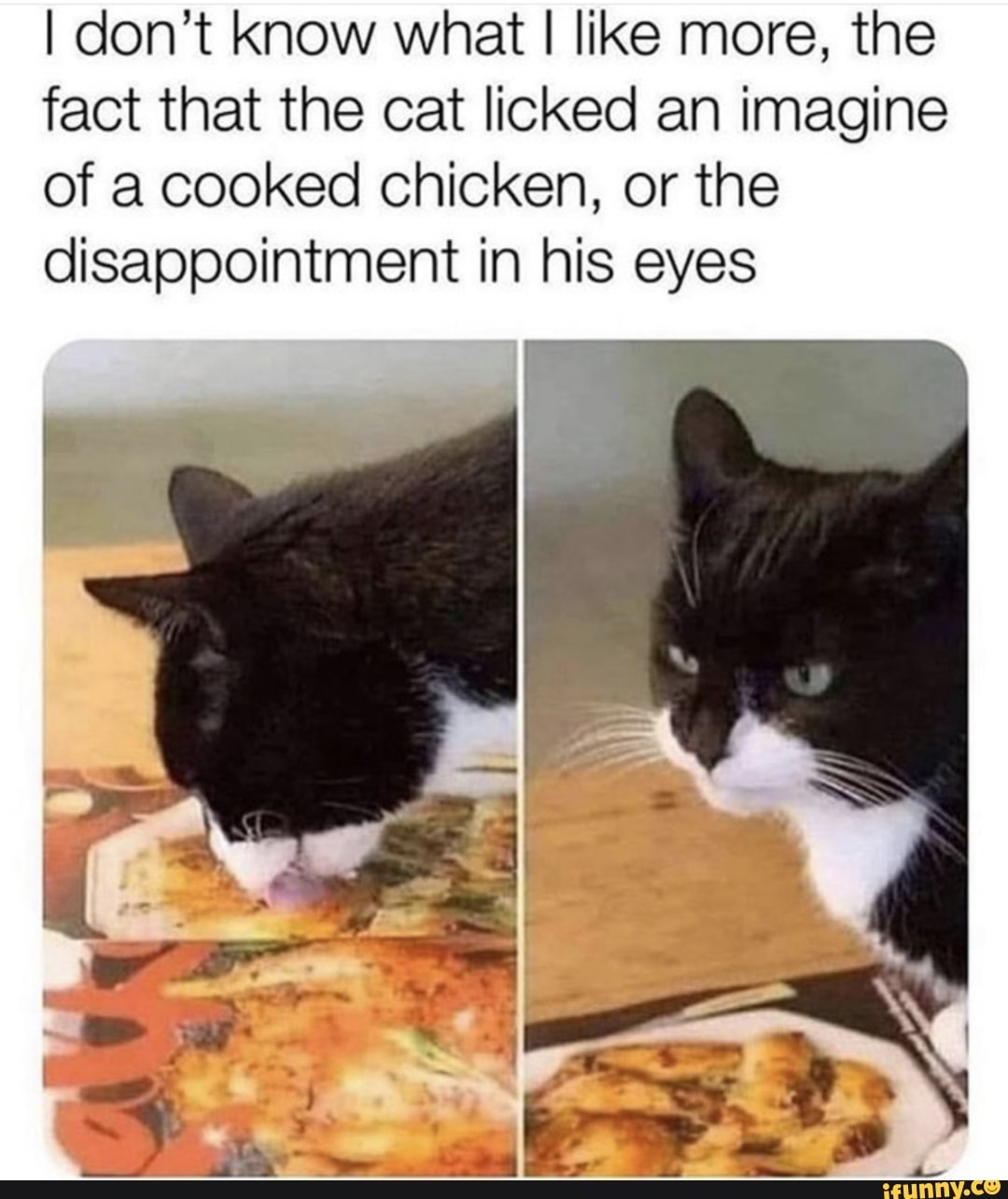 I don't know what like more, the fact that the cat licked an imagine of a cooked chicken, or the disappointment in his eyes
