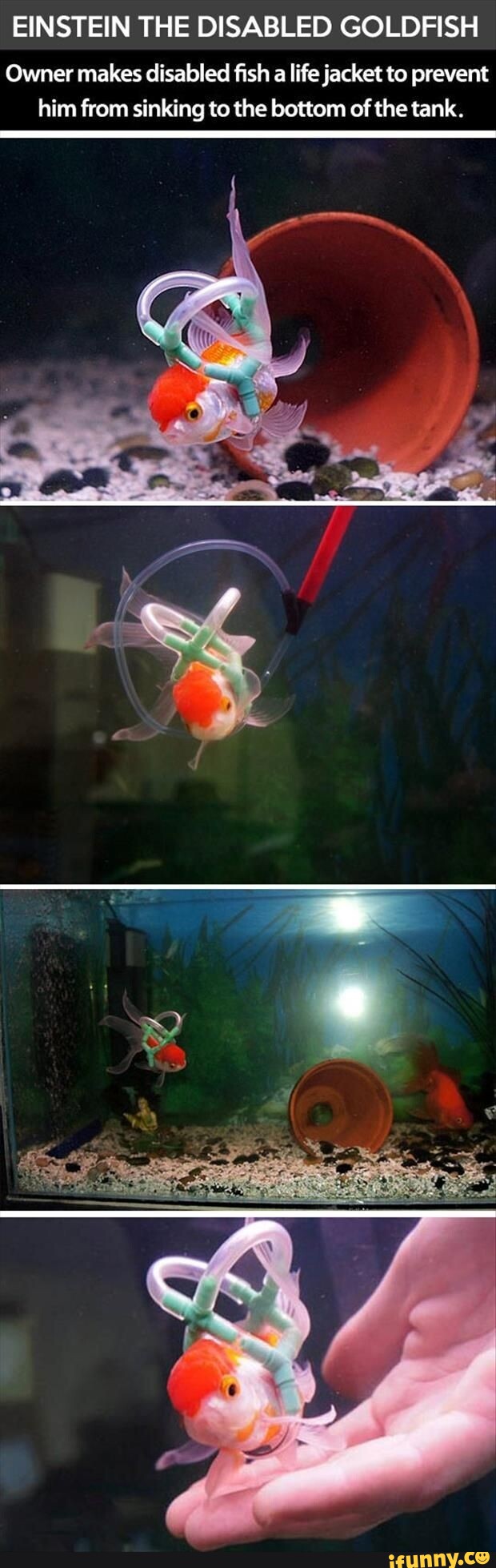 EINSTEIN THE DISABLED GOLDFISH Owner makes disabled fish a life jacket ...