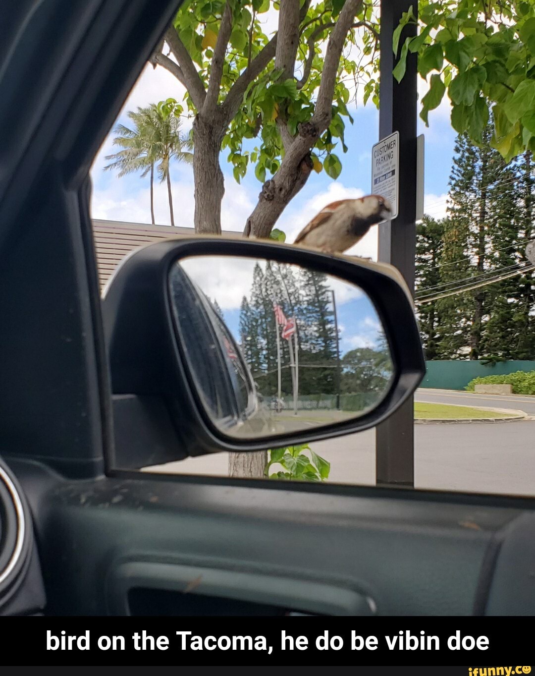 1
bird on the Tacoma, he do be vibin doe - bird on the Tacoma, he do be vibin doe