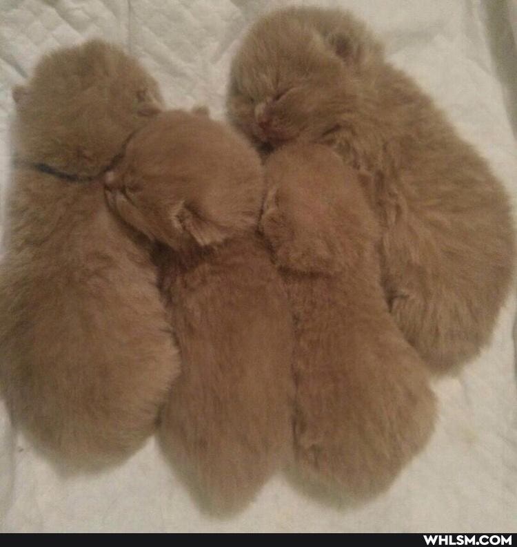 cats, puppy, kittens