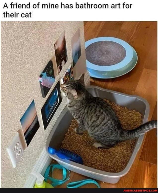 A friend of mine has bathroom art for their cat