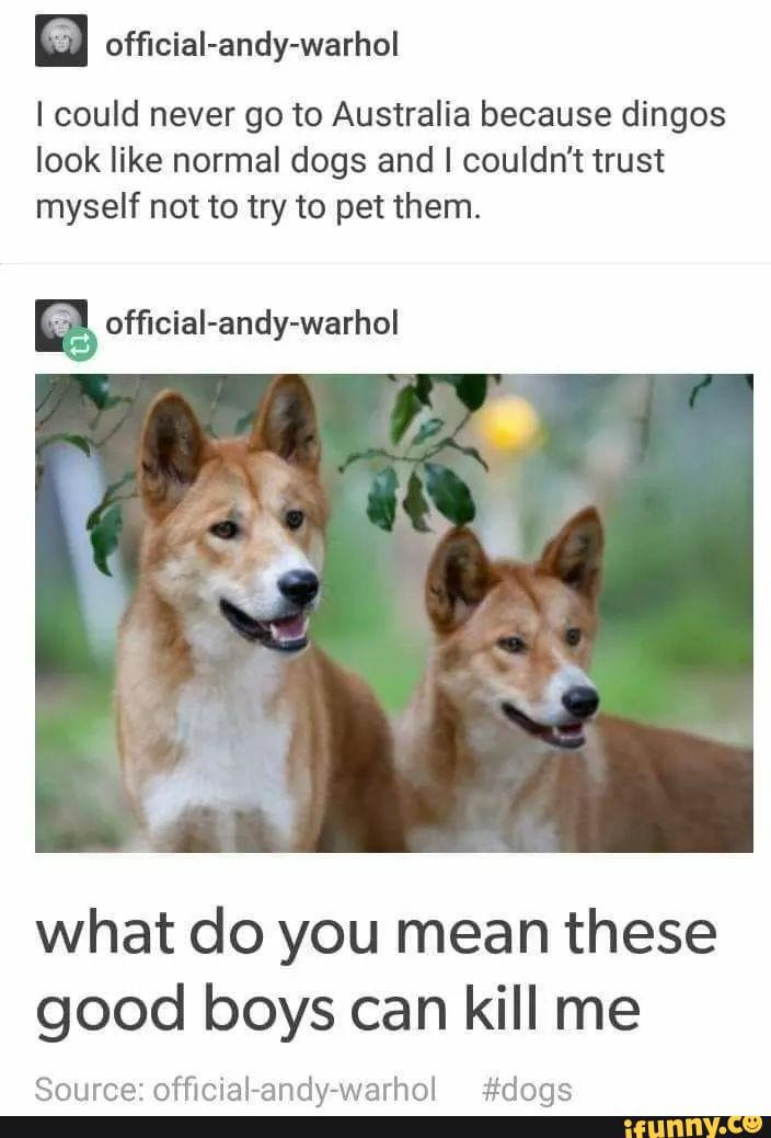 Dingos memes. of funny pictures on iFunny