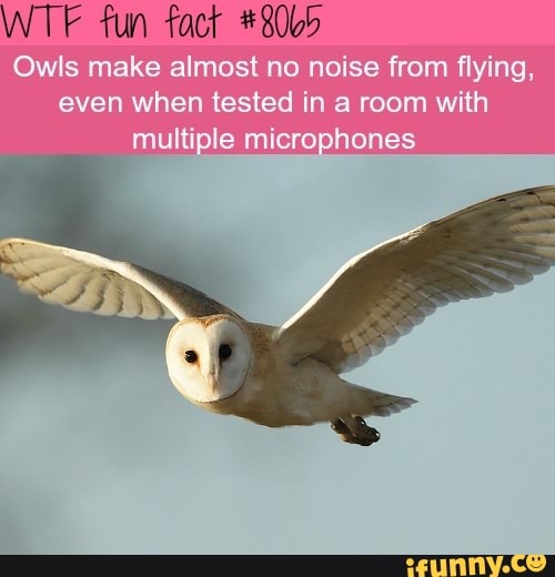Owls make almost n no noise from flying, even when tested in a room