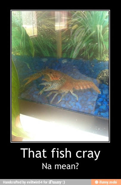 That fish cray
Na mean? - That fish cray
Na mean?