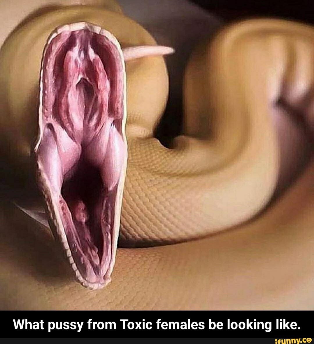 What pussy from Toxic females be looking like. - What pussy from Toxic females be looking like.