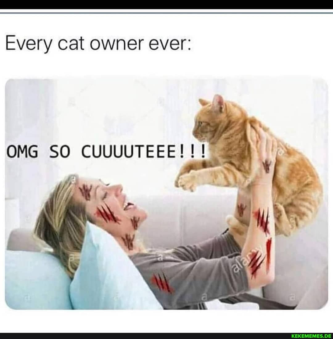 Every cat owner ever:
OMG SO CUUUUTEEE! !
SS
