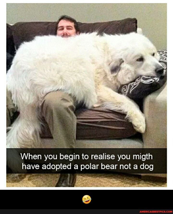 When you begin to realise you migth have adopted a polar bear not a dog - 🤣