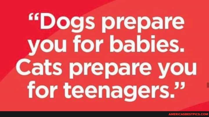 "Dogs prepare you for babies.
Cats prepare you for teenagers."