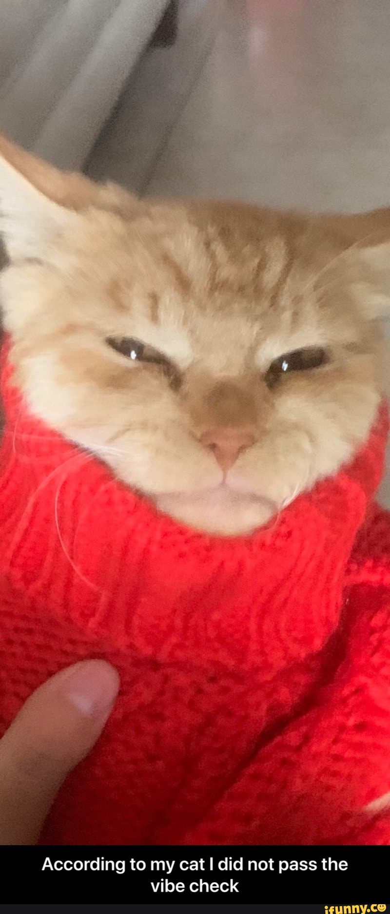 According to my cat I did not pass the vibe check