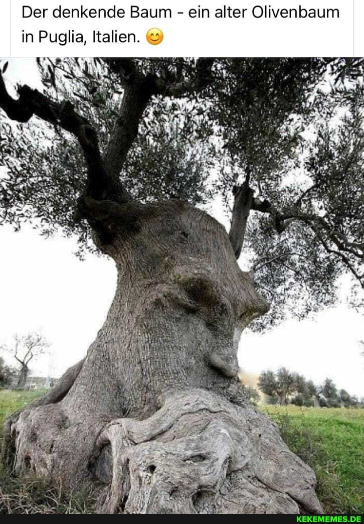 Der denkende Baum - ein alter Olivenbaum in Puglia, Italien.