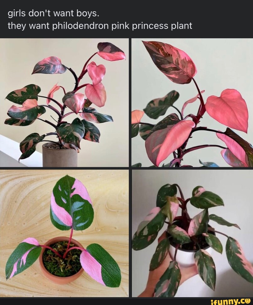 Girls Don't Want Boys. They Want Philodendron Pink Princess Plant