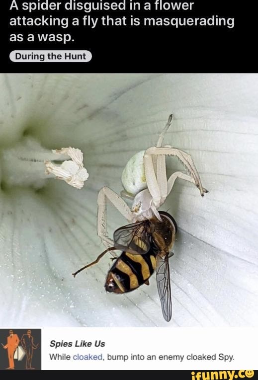 A spider disguised in a flower
attacking a fly that is masquerading
as a wasp.
During the Hunt
Spies Like Us
