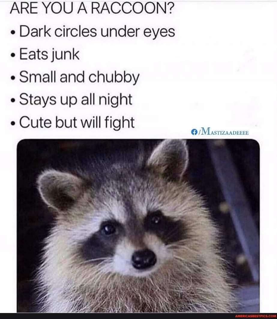 ARE YOU A RACCOON?
Dark circles under eyes
Eats junk
Small and chubby
Stays up all night
Cute but will fight
