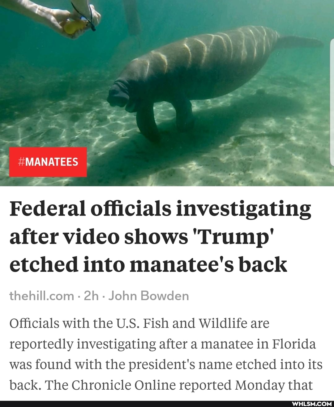 MANATEES
Federal officials investigating after video shows 'Trump' etched into manatee's back
- - John Bowden
Officials with the US. Fish and Wildlife are reportedly investigating after a manatee in Florida was found with the president's name etched into its back. The Chronicle Online reported Monday that